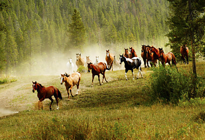 Tapeta Wild horses 29183